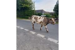 WhatsApp-Image-2025-05-20-at-20.59.45-2